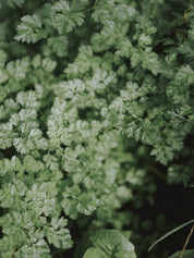 graines de cerfeuil commun simple bio