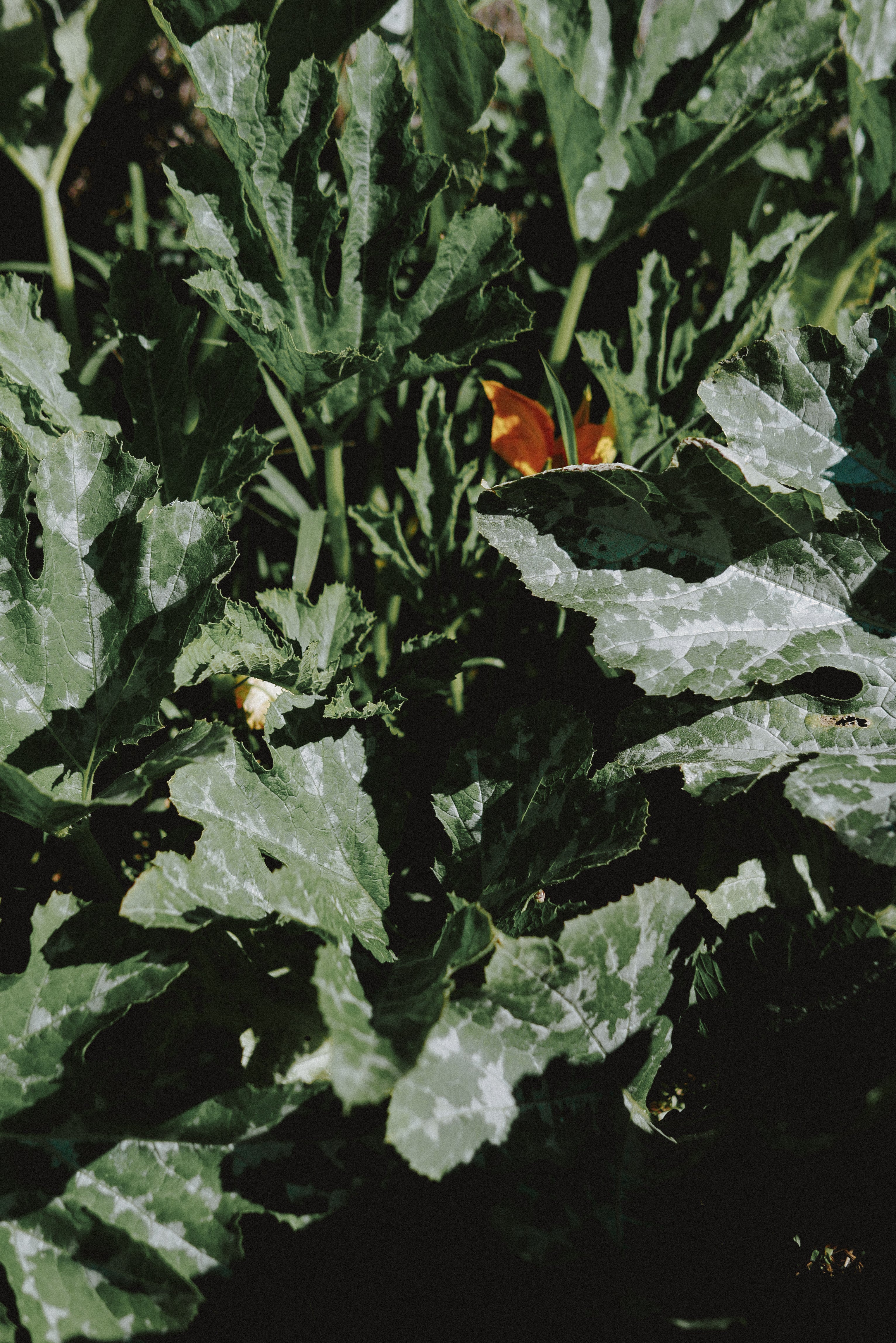 feuilles_41f6d5af-7ba4-4f31-8921-770626e34457.jpg