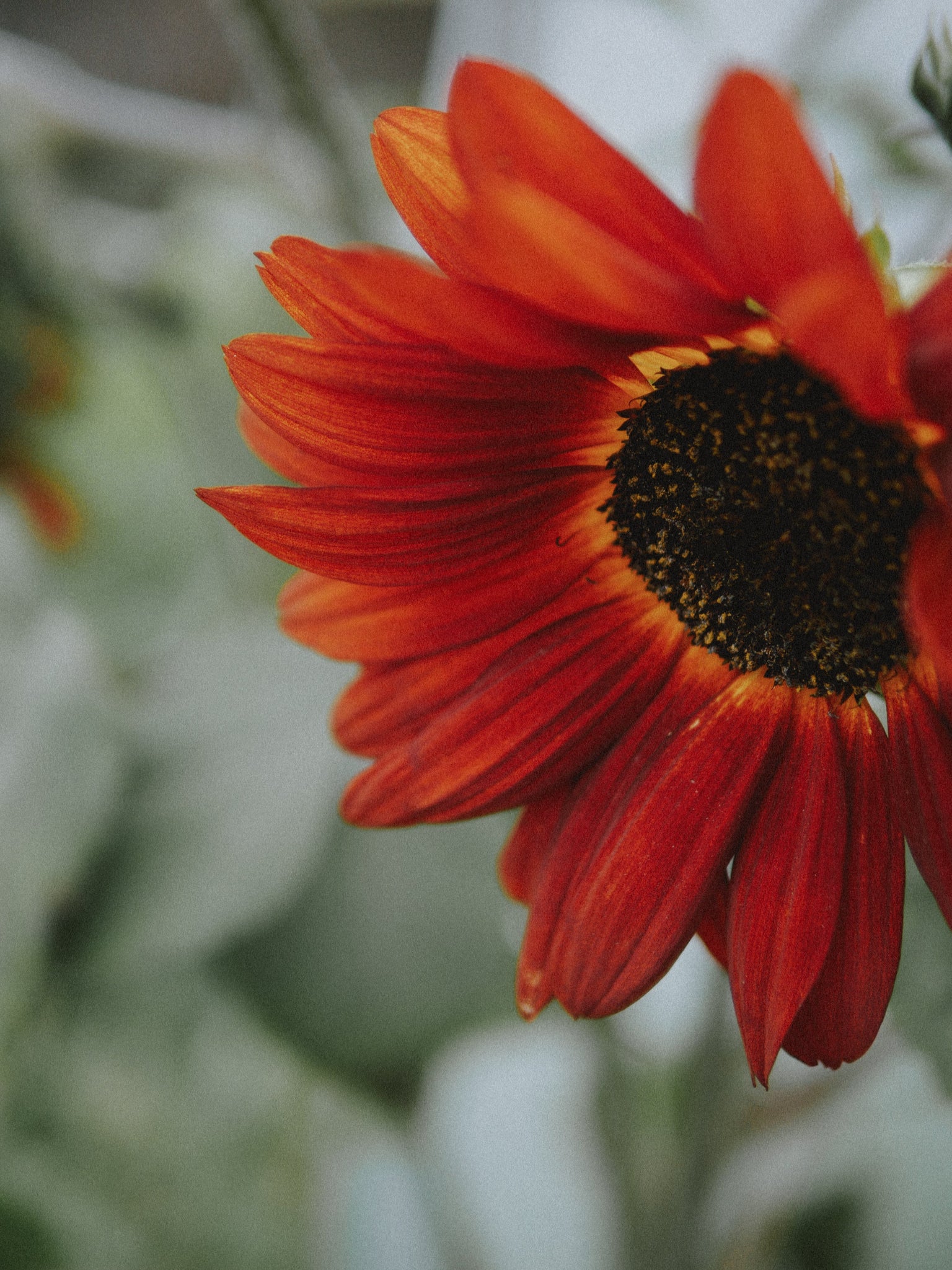 Graines De Tournesol Desire Red F1- Helianthus Annuus Le Sachet De 10 Graines Environ - Foto 3