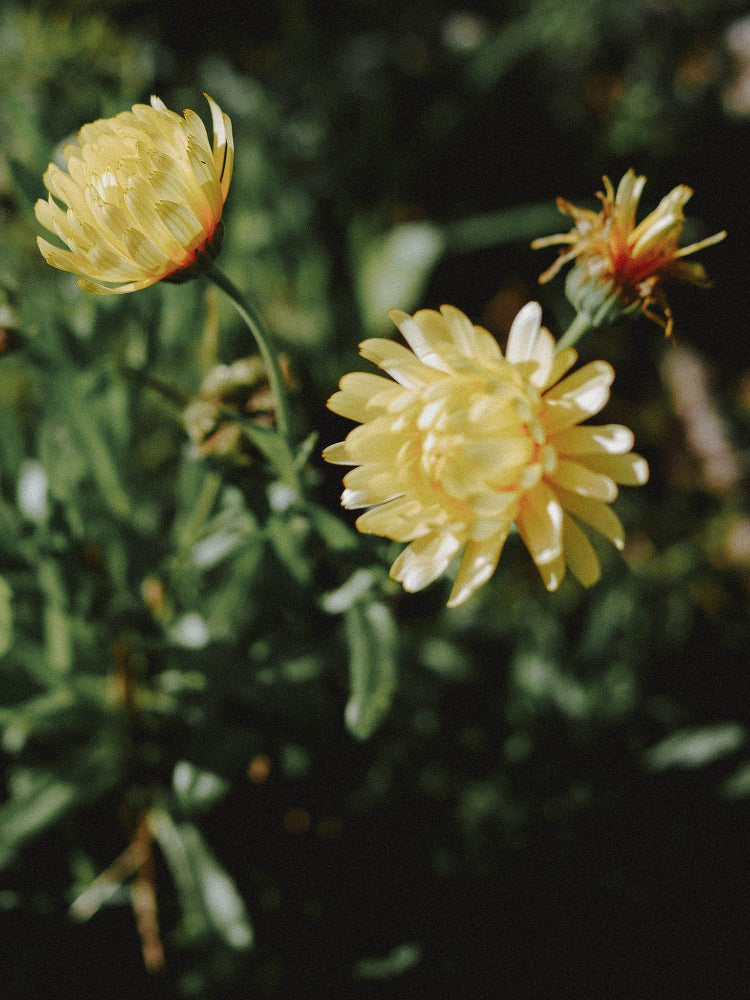 fleurs de souci des jardin jaune