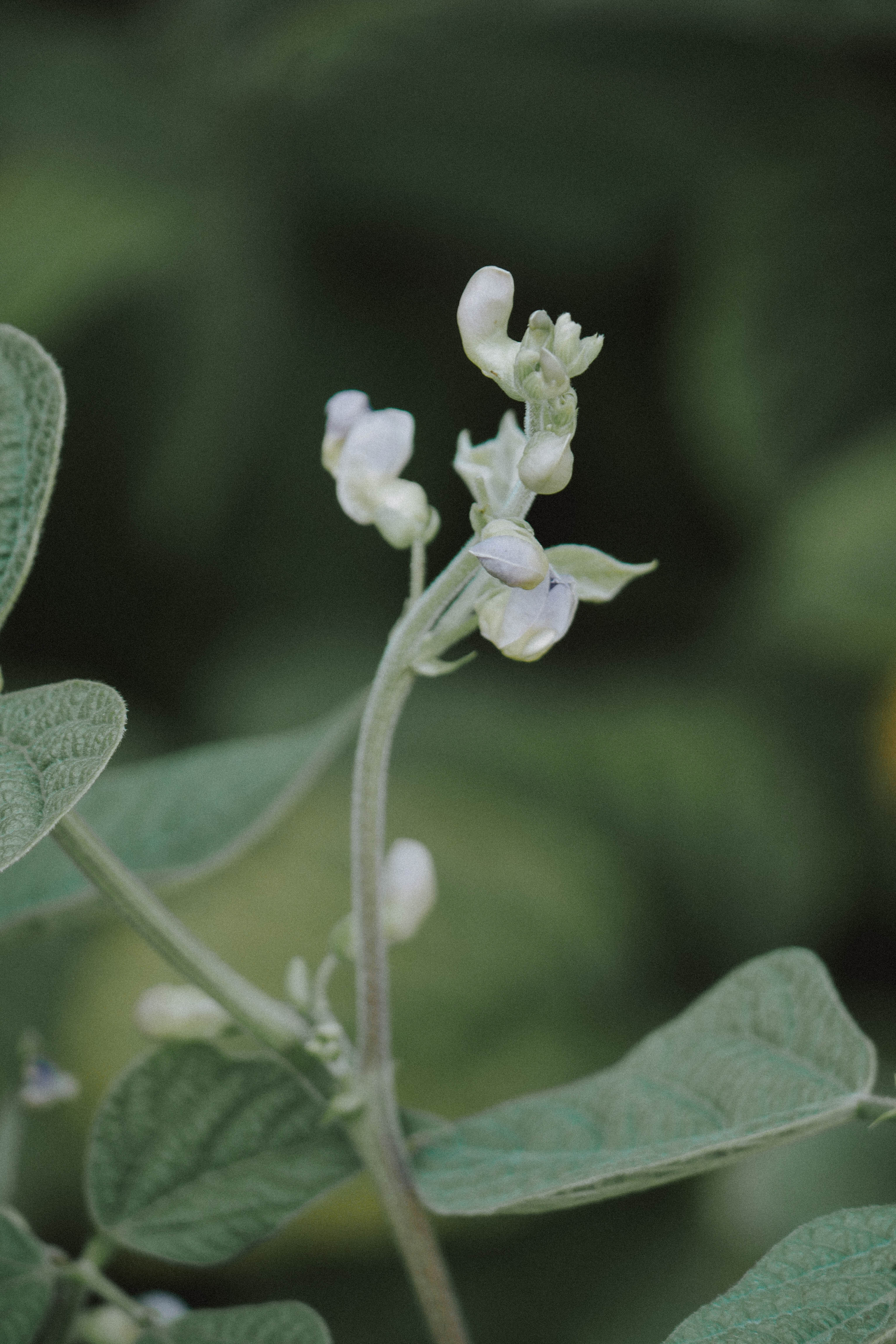 fleurs_2.jpg