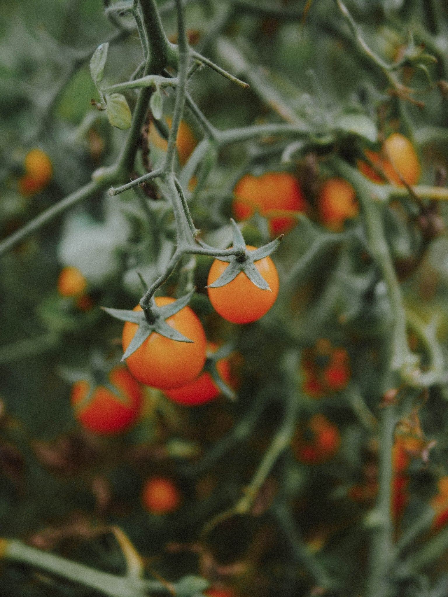 graines tomate gold nugget bio