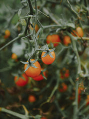 graines tomate gold nugget bio