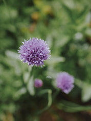 graines carré aromatiques