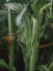 semences haricot emerite bio