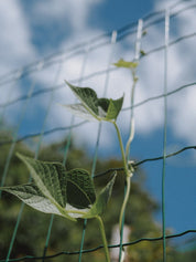 graines haricot à rames emerite bio