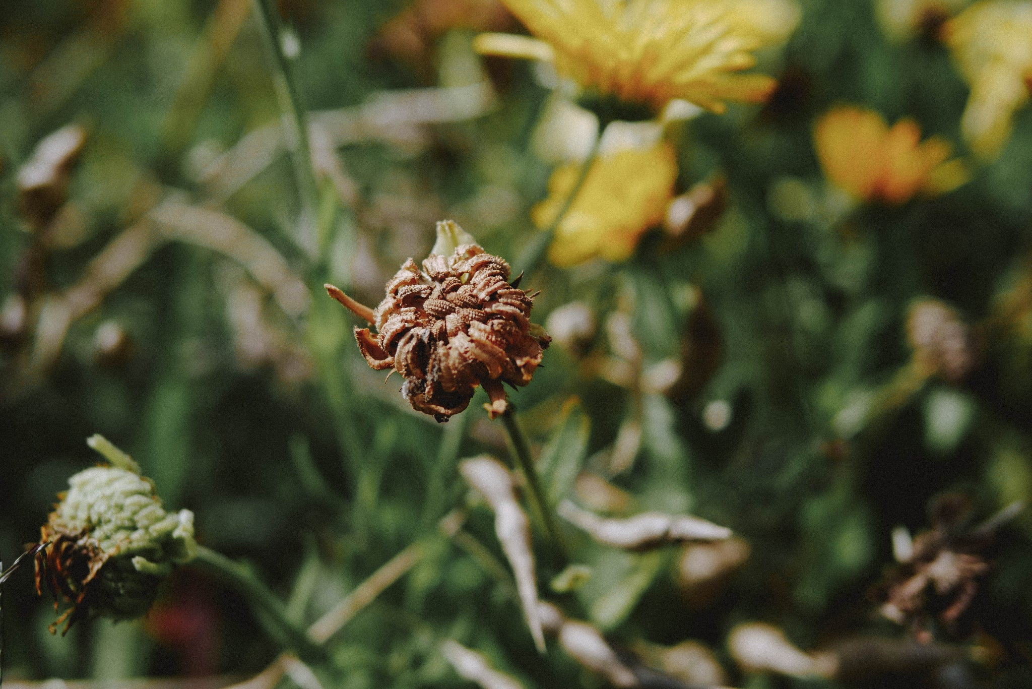 mieux d'acheter des graines ou des plants