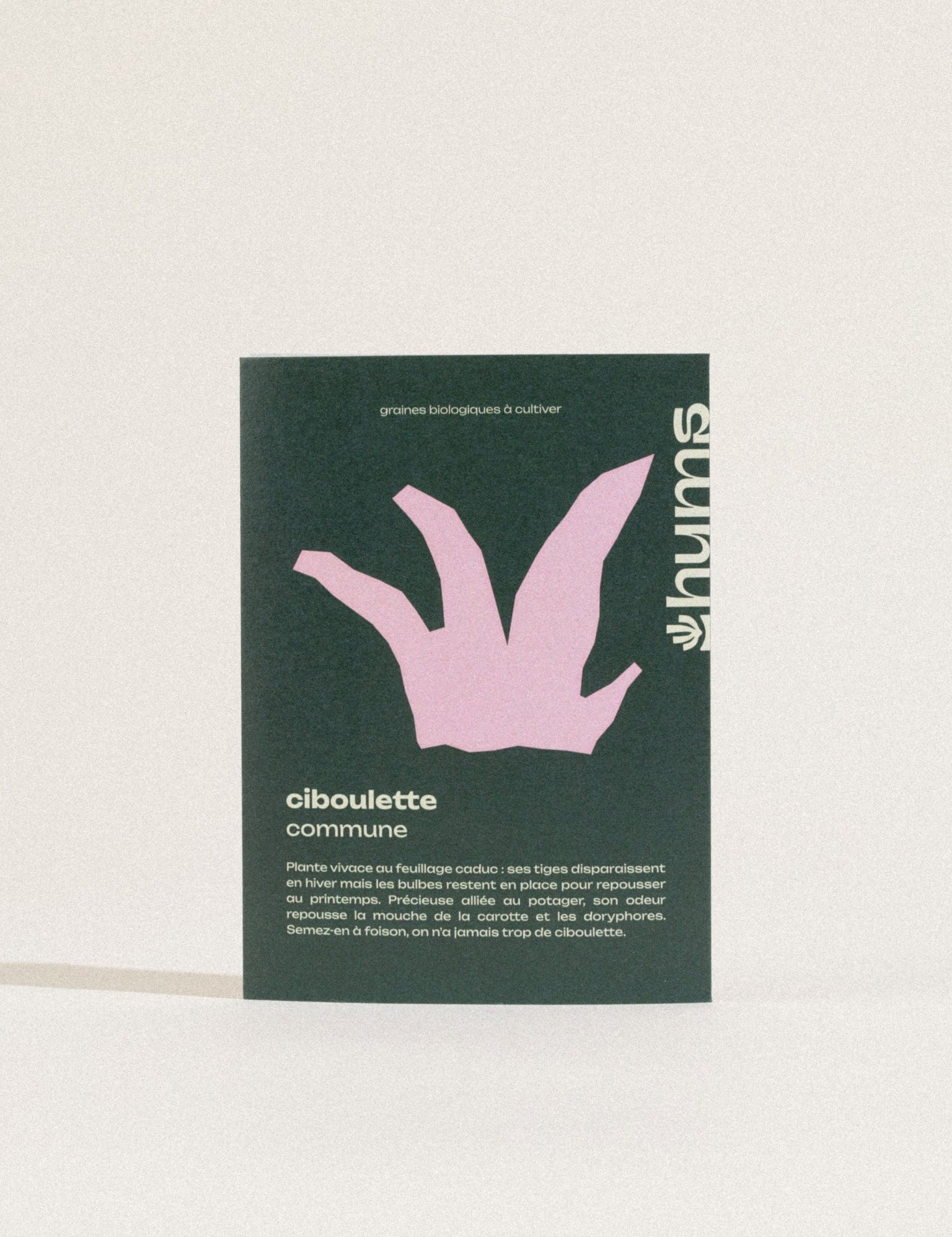 graines de ciboulette bio hums