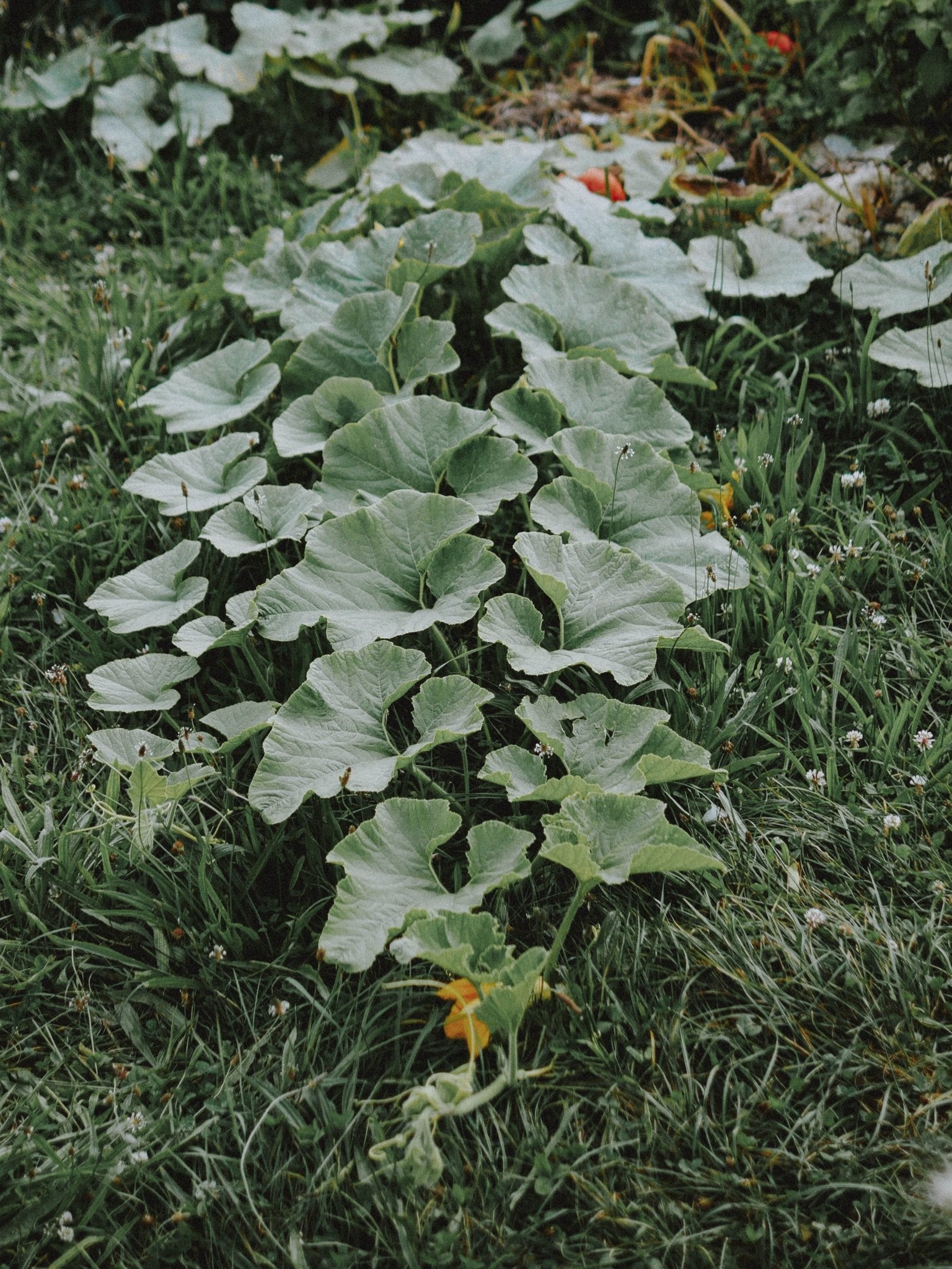 plant de potimarron