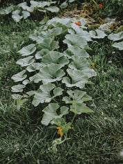 plant de potimarron