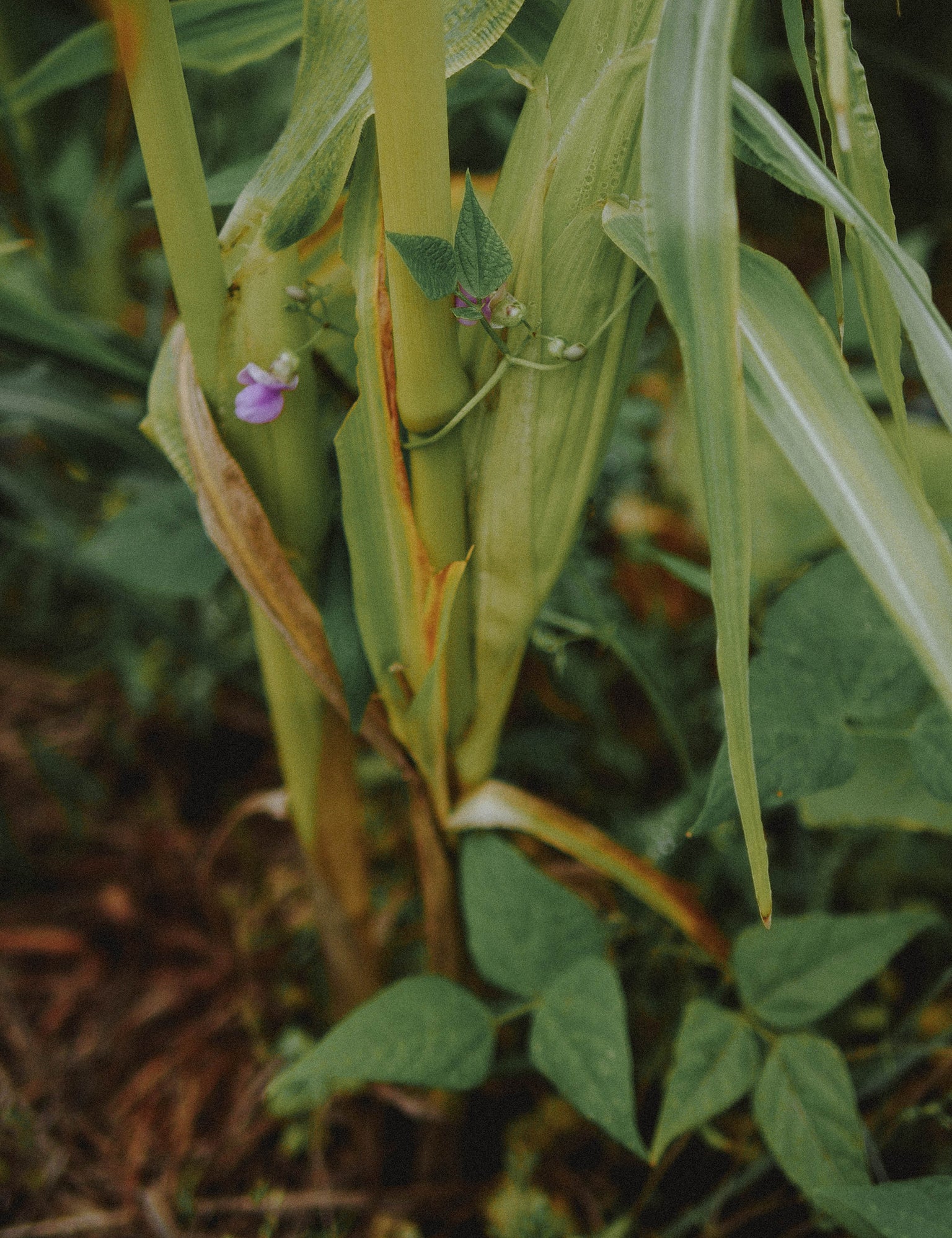 association haricot maïs permaculture