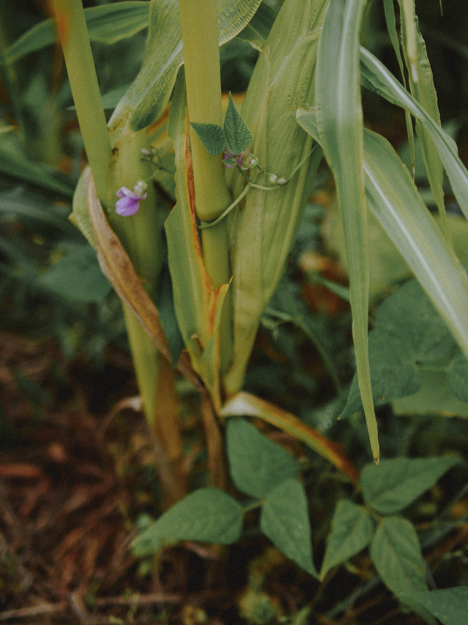 association haricot maïs permaculture