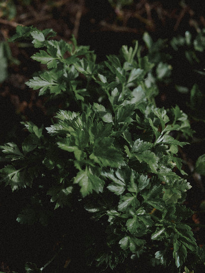 potager débutant persil 