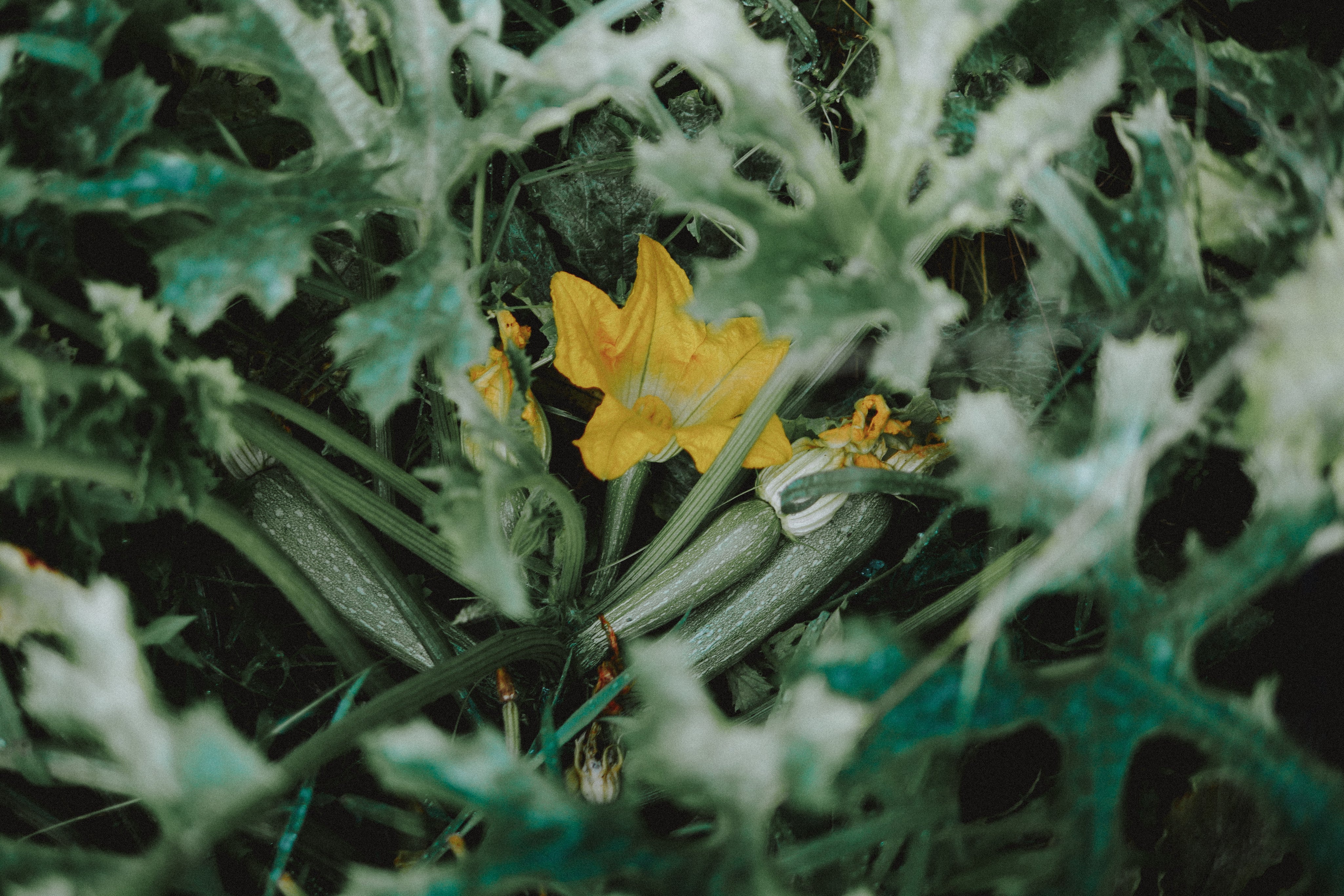 plant_4.jpg