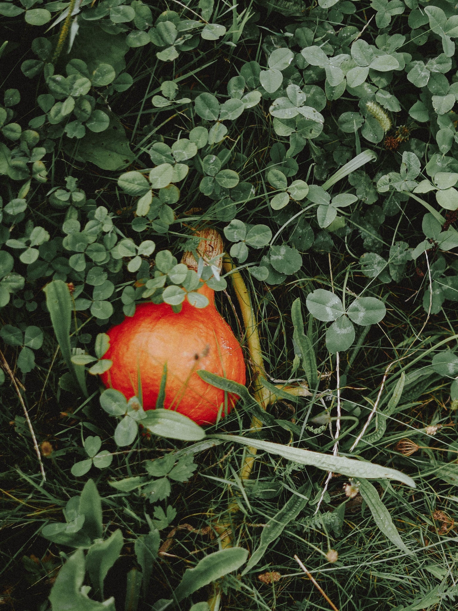 courges dans le jardin
