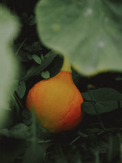 graines de potimarron bio