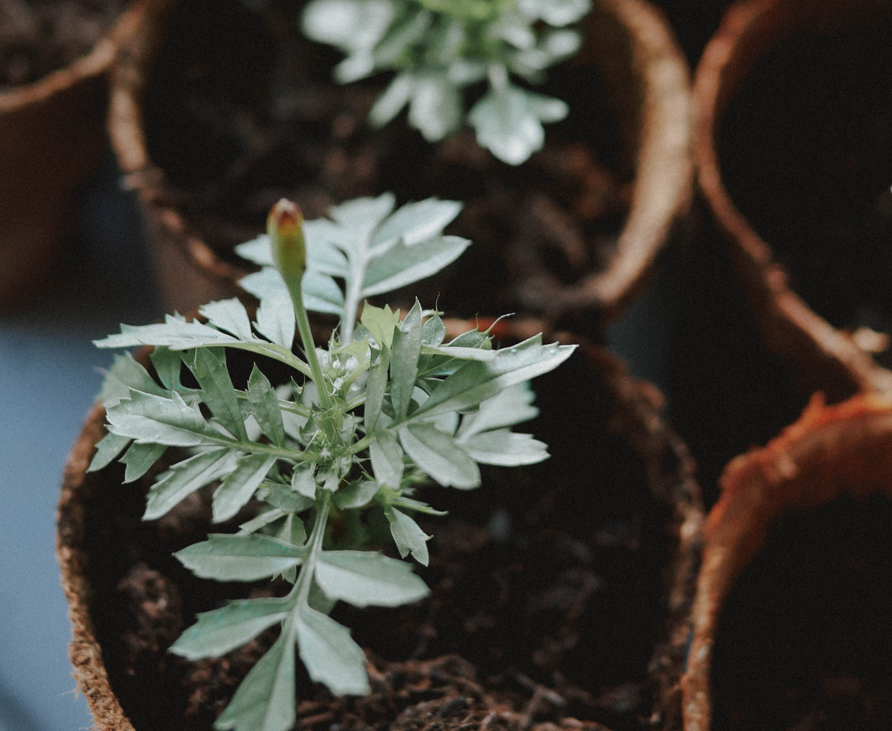 acheter des graines ou acheter des plants potager