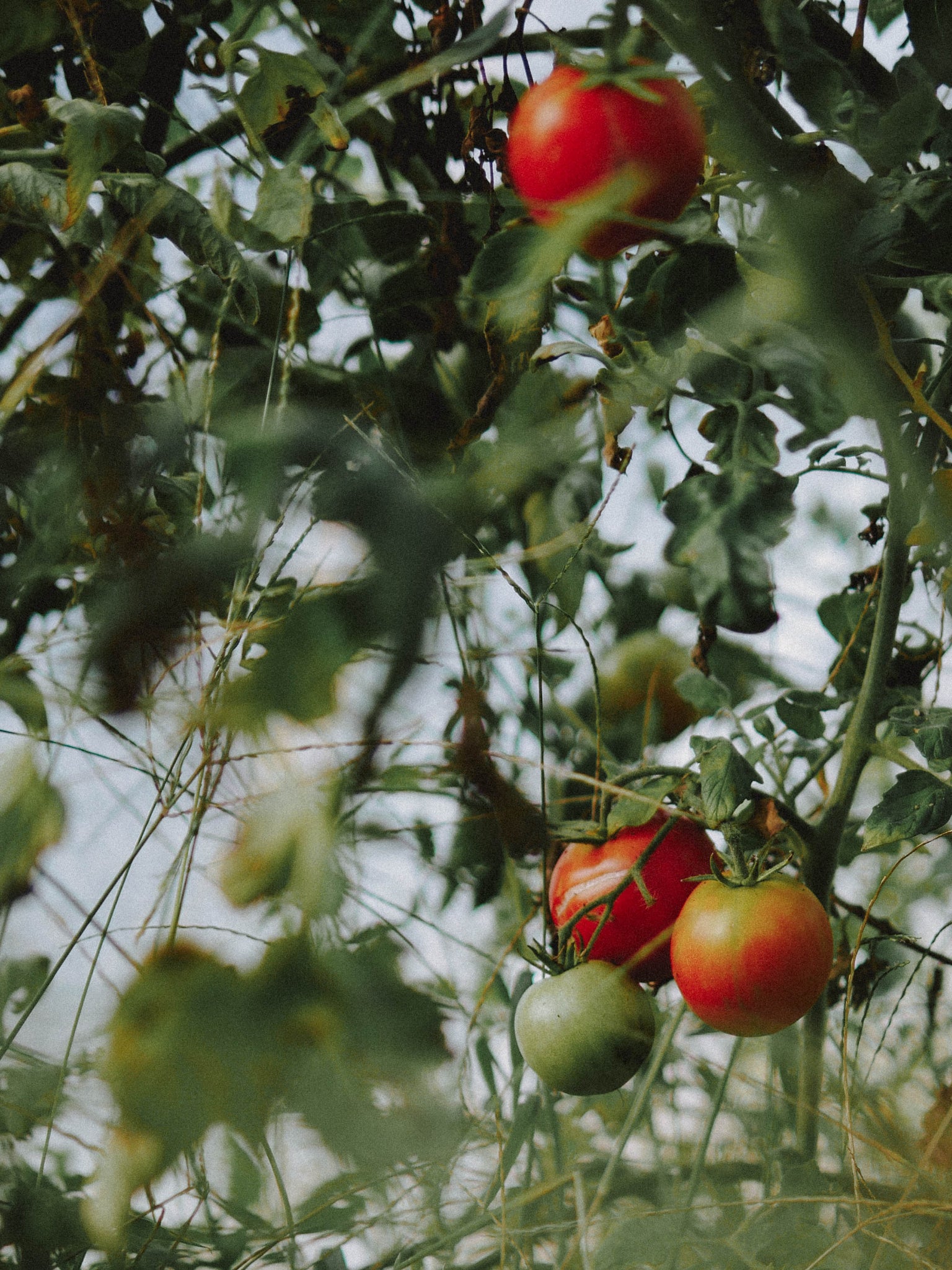 tomate tigrella bio