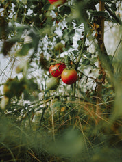 tomate tigrella bio