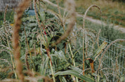 maïs milpa permaculture