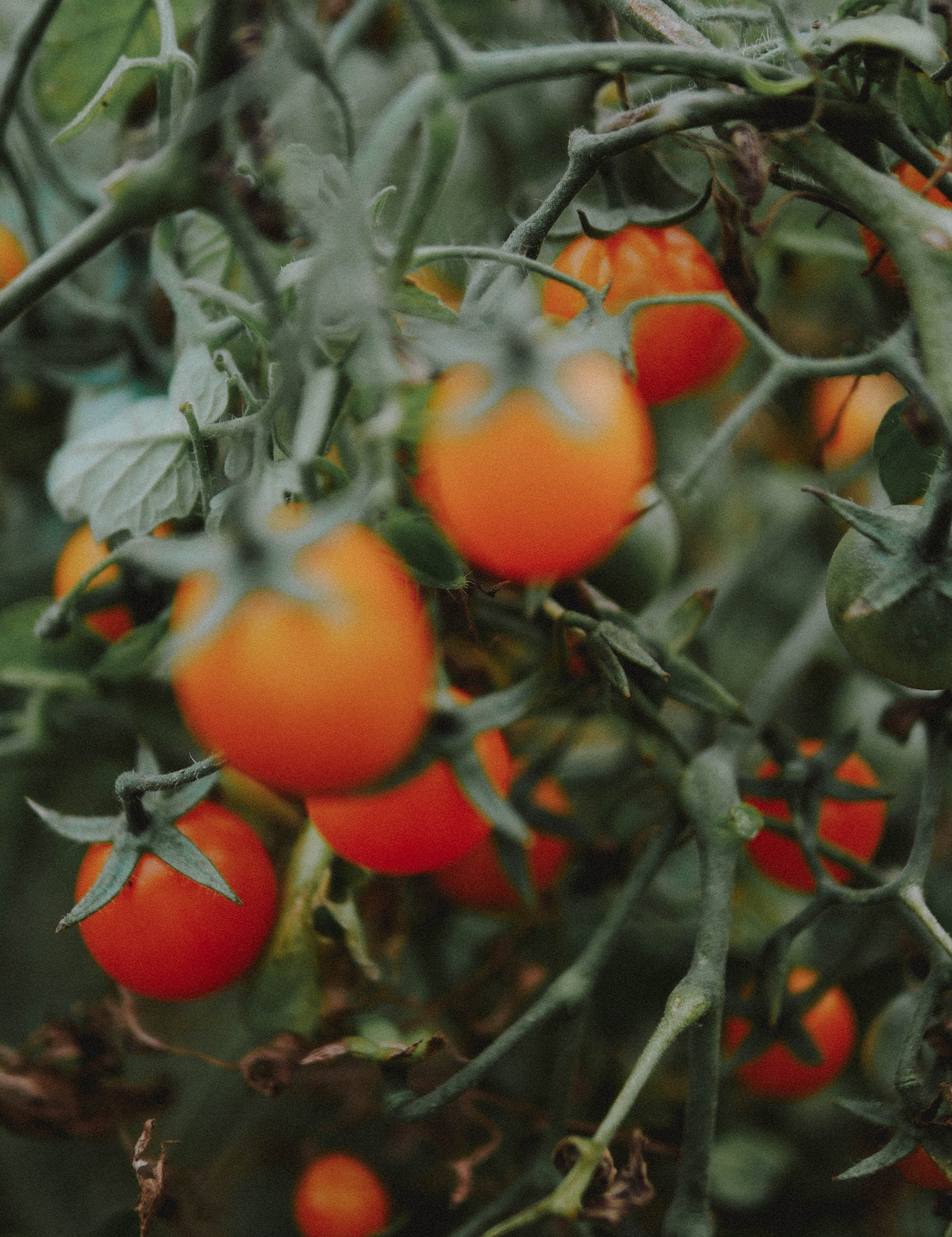 tomate cerise pépite d'or 