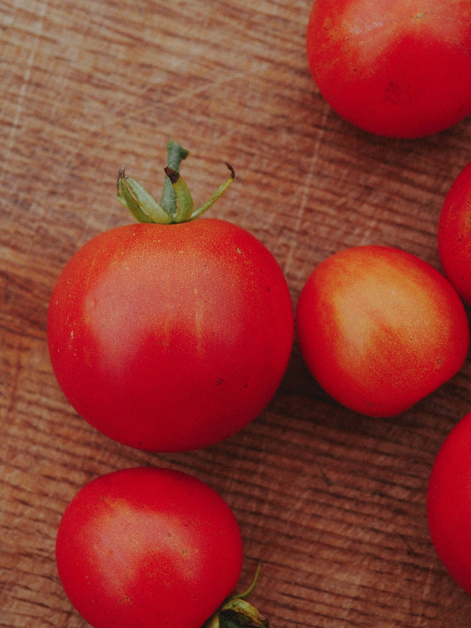 récolte de tomates tigrella bio