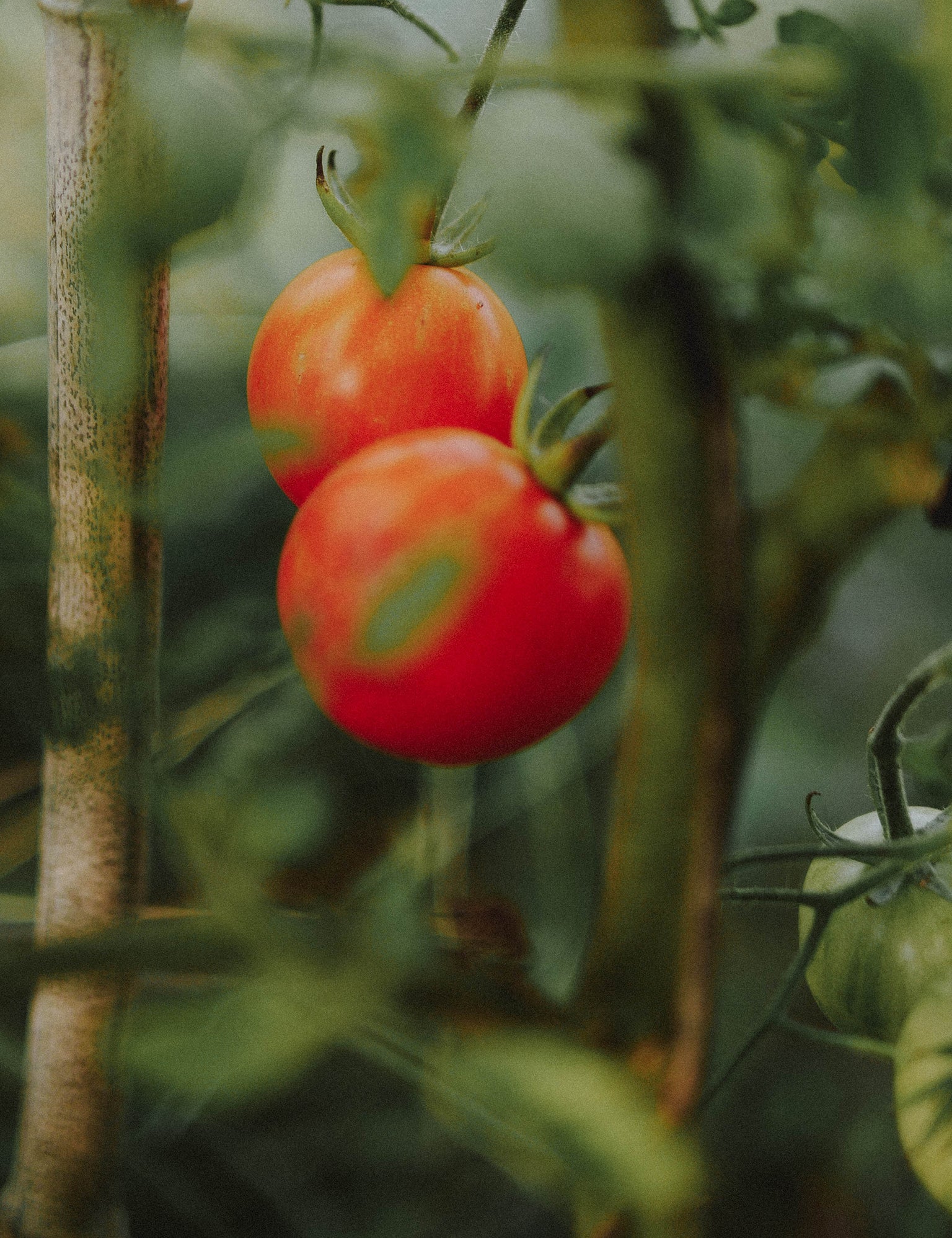 tomate tigrella fruits