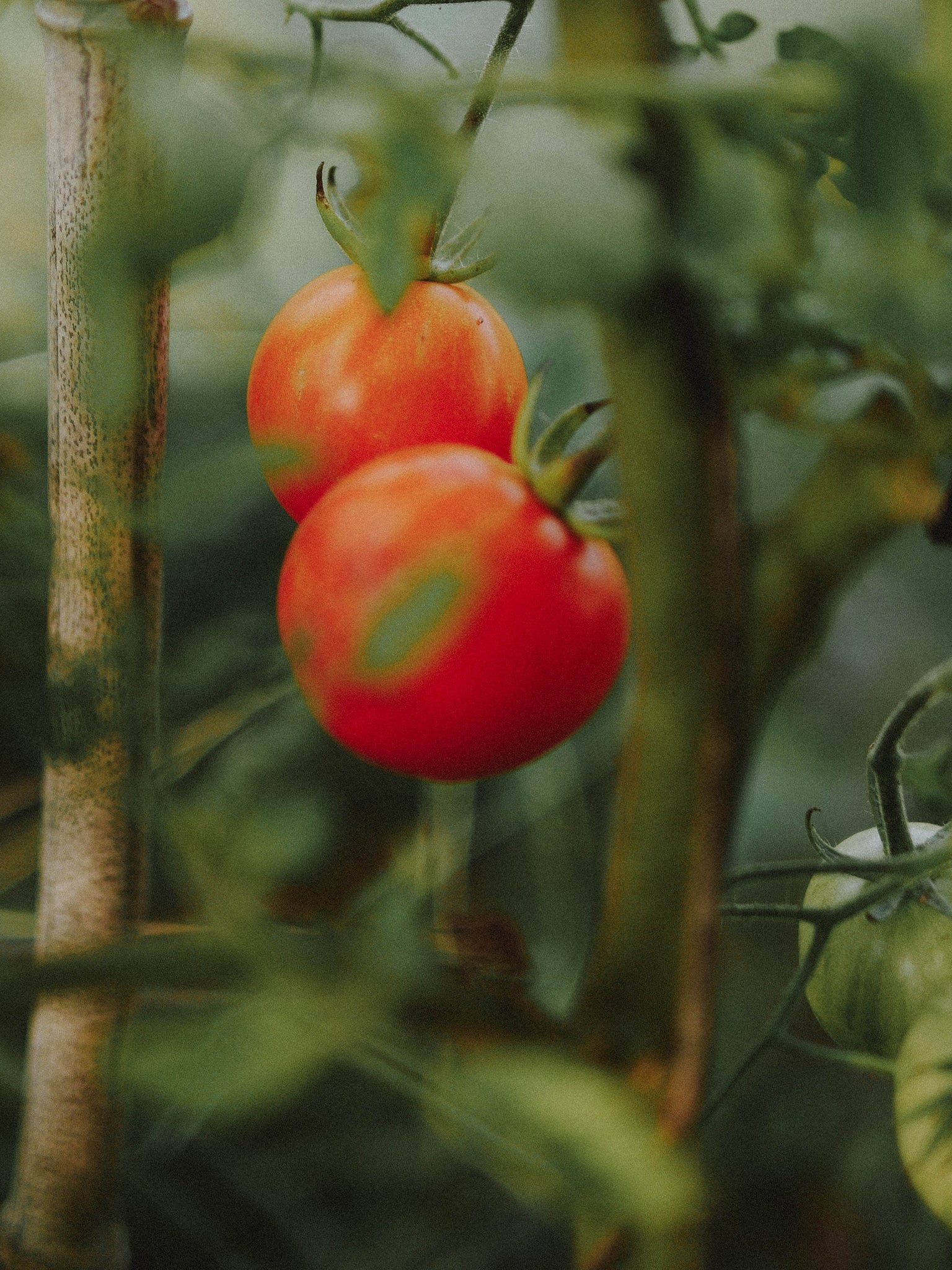 tomate tigrella bio