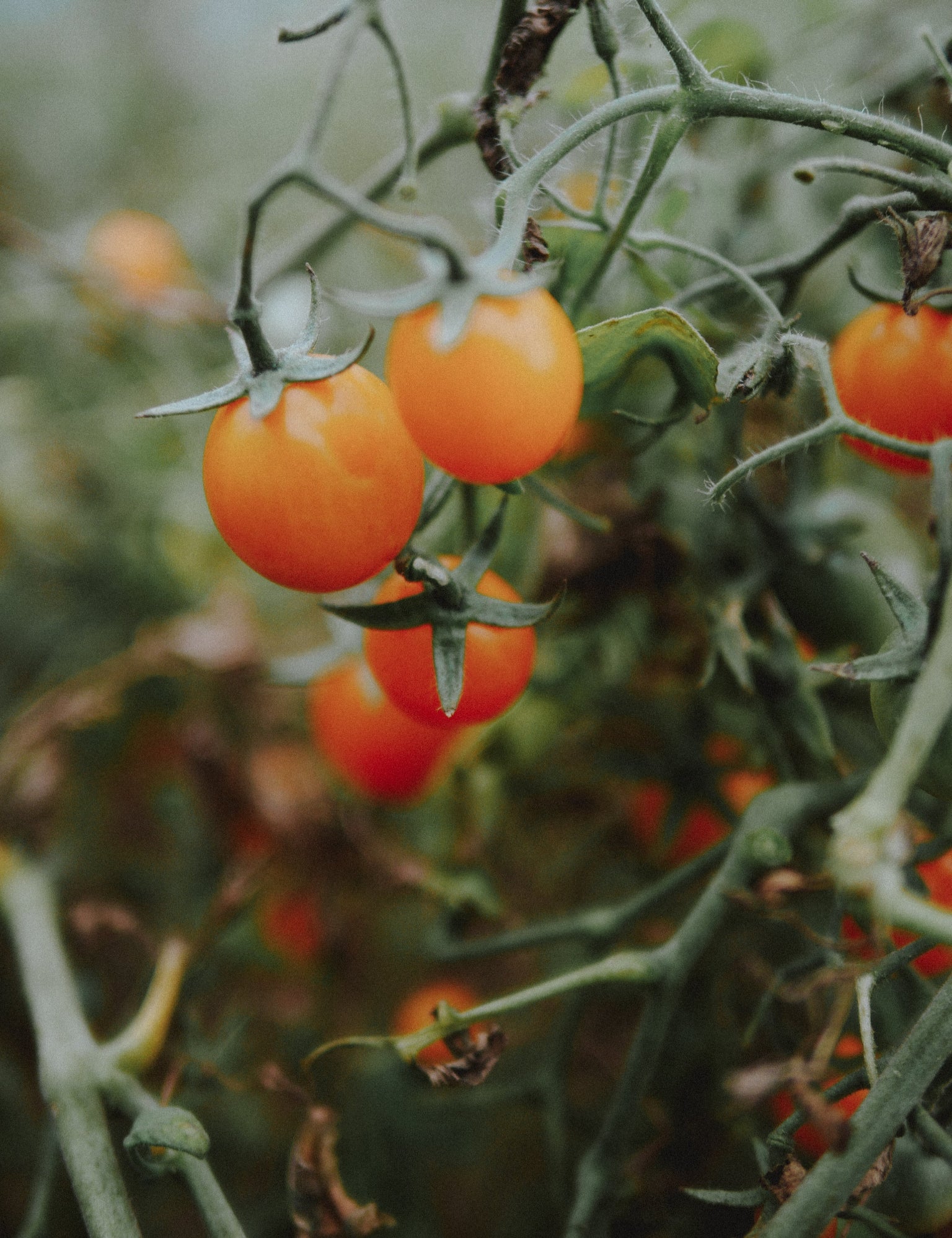 tomate cerise precoce bio