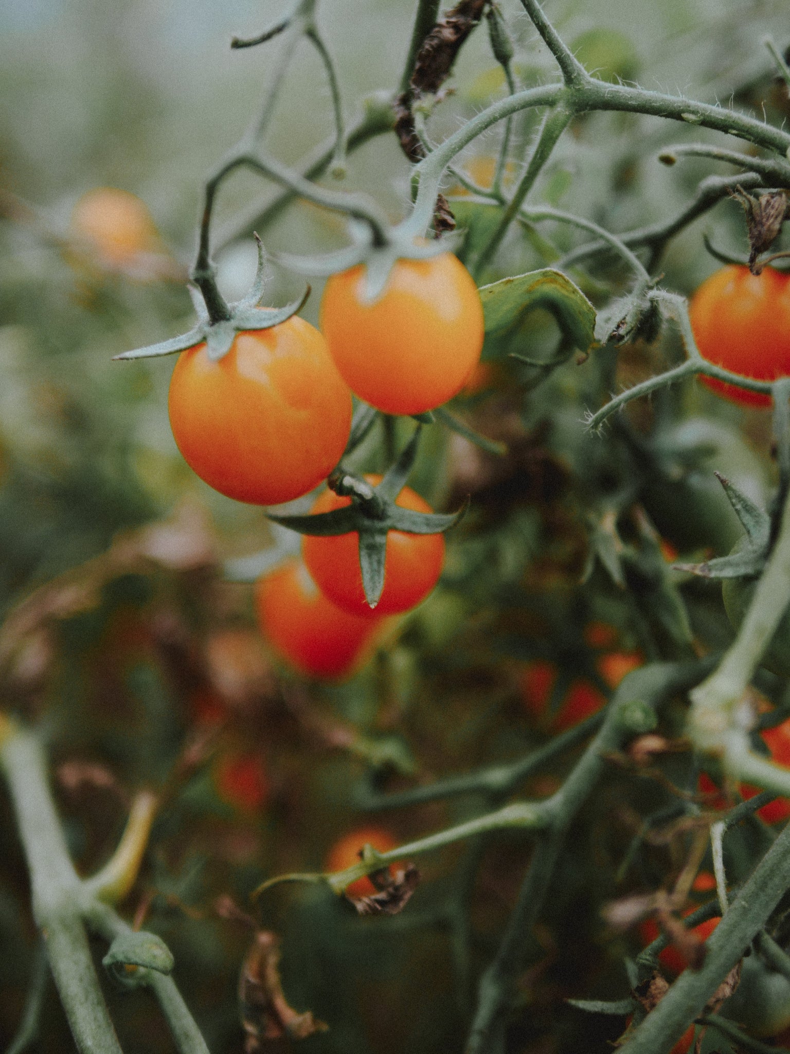tomate cerise precoce bio
