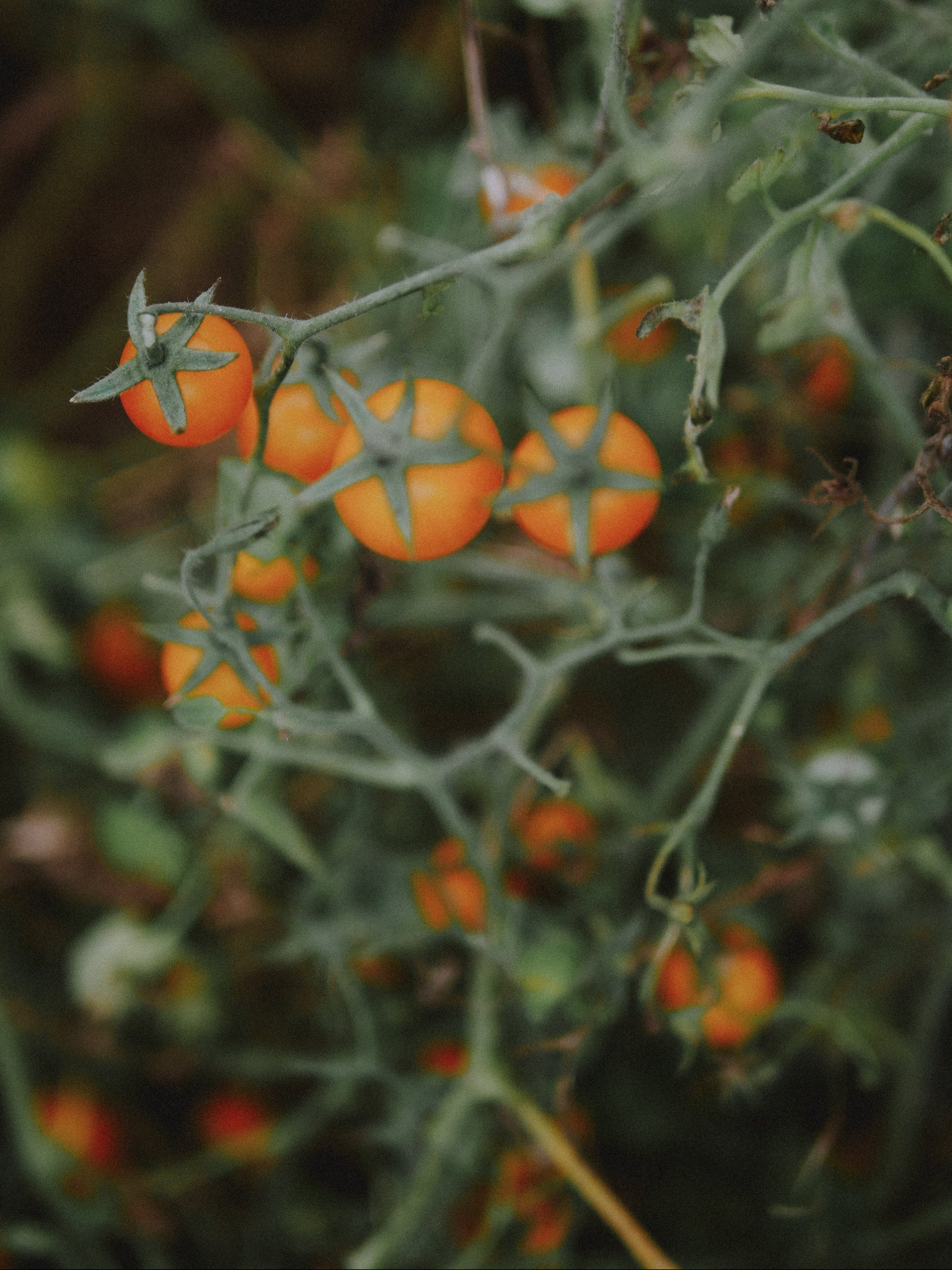 tomate cerise précoce bio