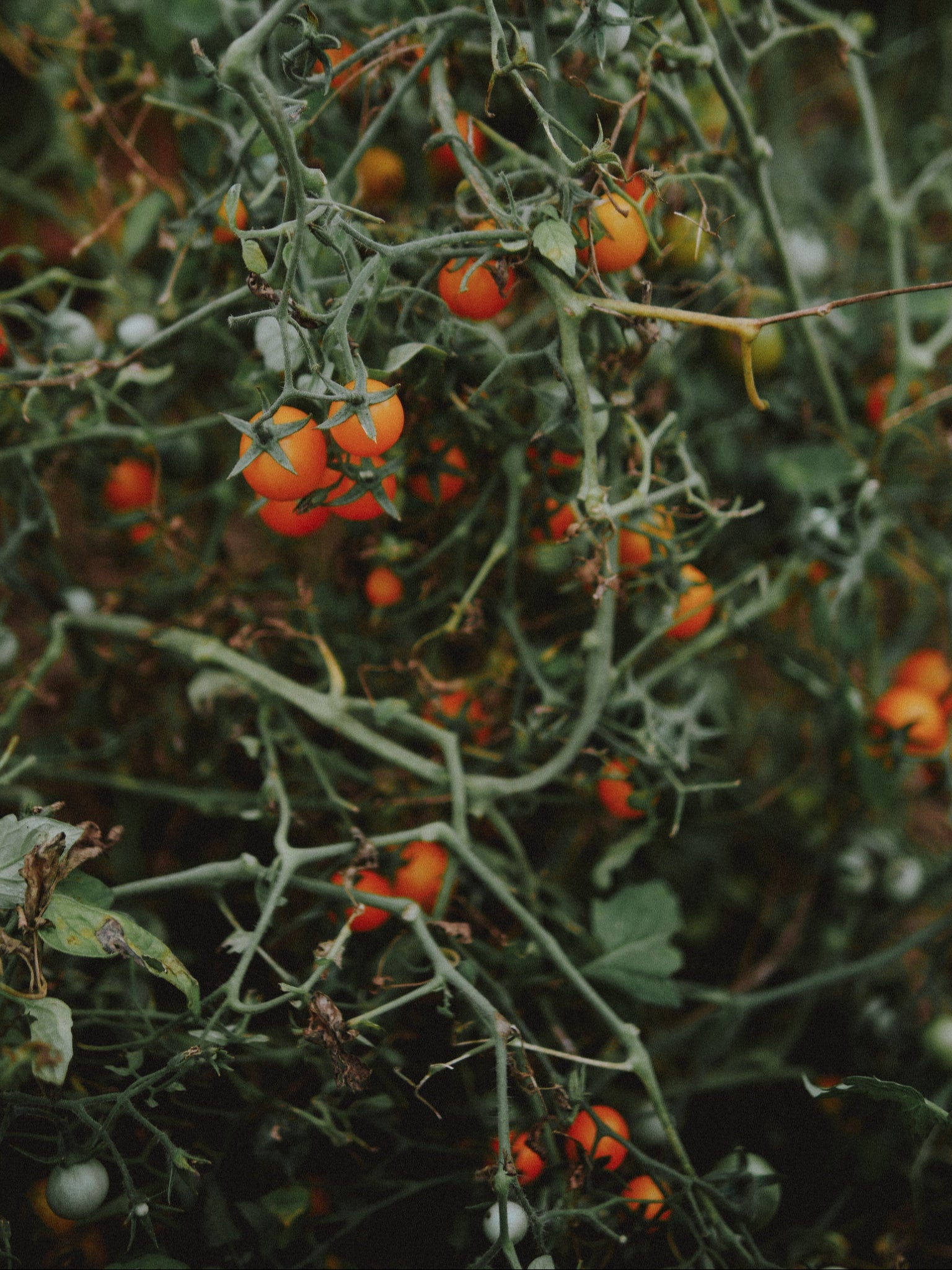tomate cerise determinee bio
