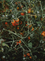 tomate cerise determinee bio