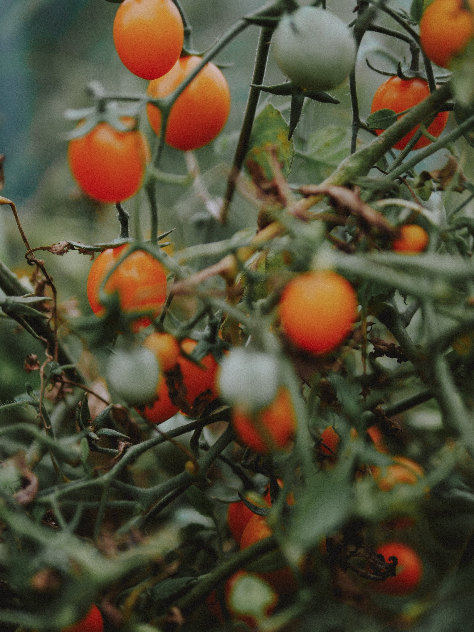 tomate cerise productive bio