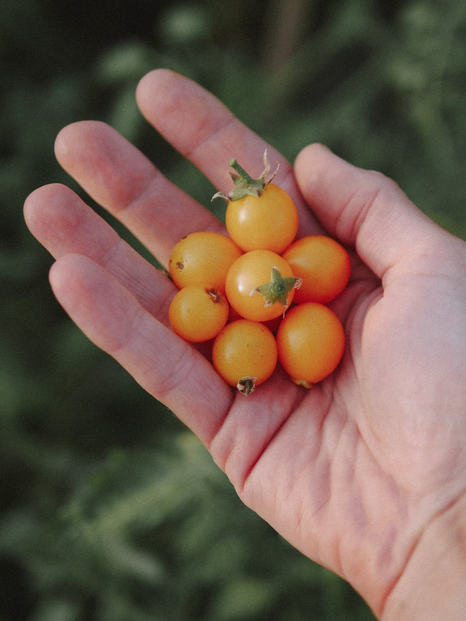 variete de tomate pour balcon 