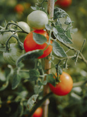 variete tomate precoce