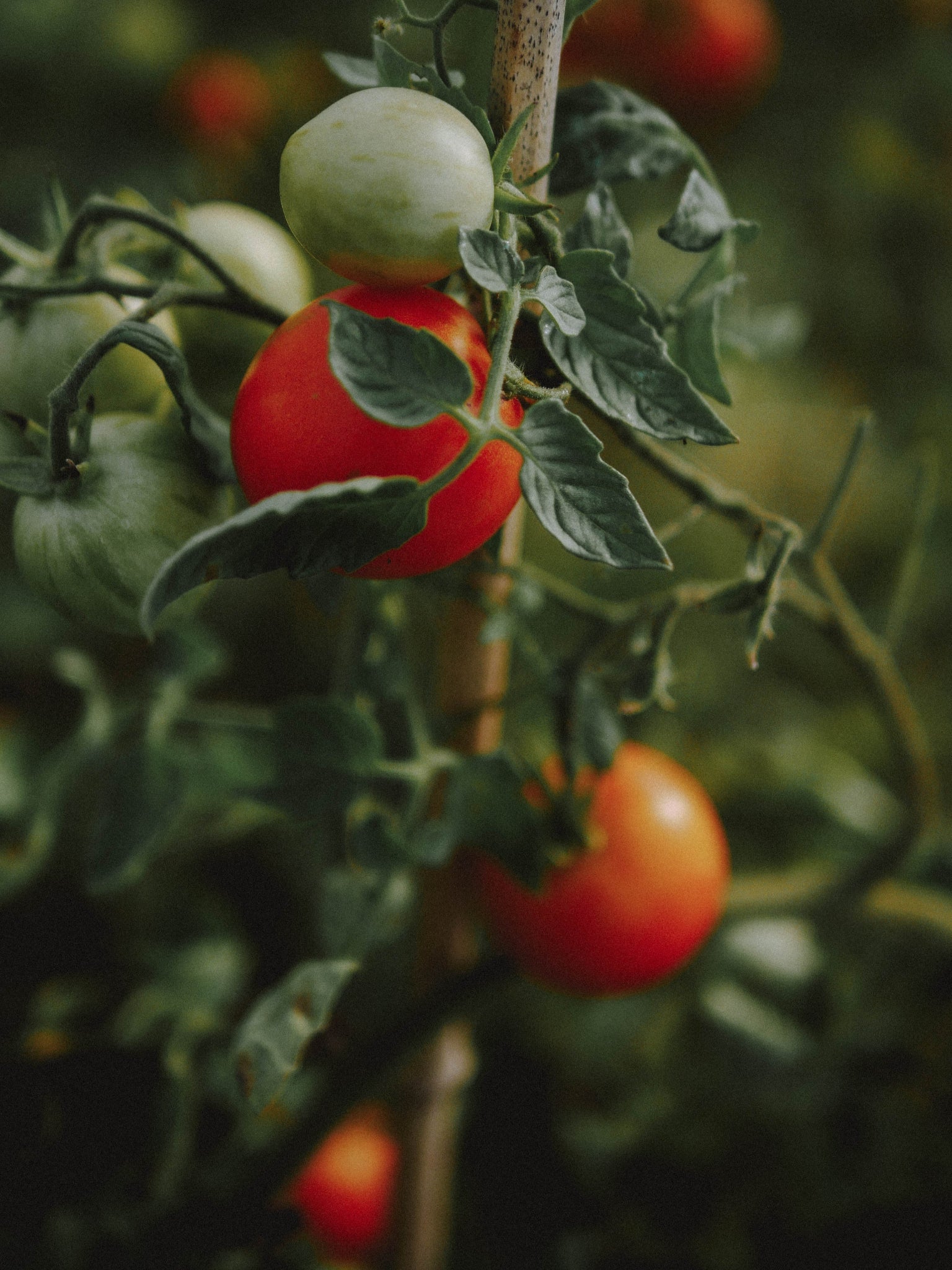tomate precoce bio