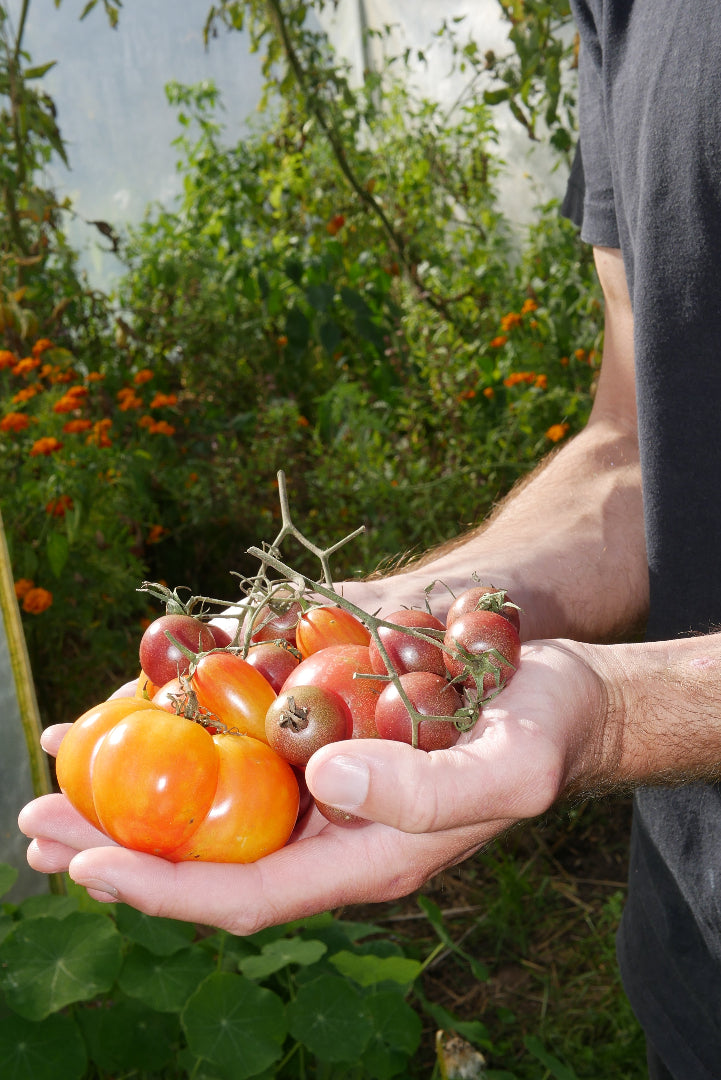 récolte de tomates