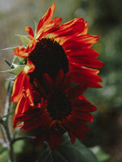 fleurs rouges tournesol velvet queen