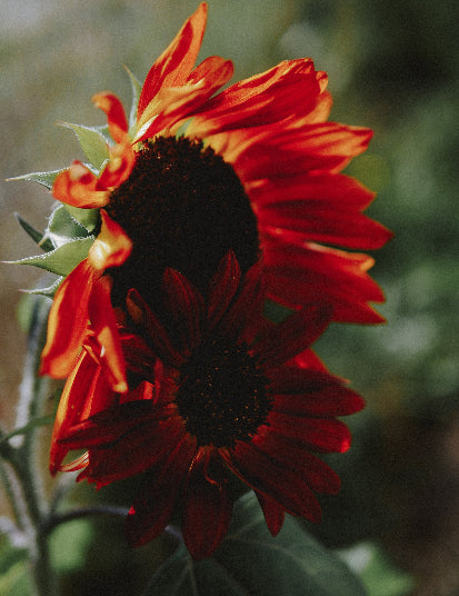 potager débutant tournesol