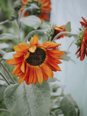 fleurs tournesol velvet queen