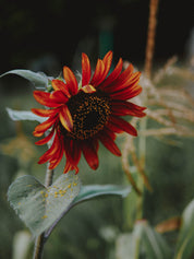 fleur de tournesol rouge